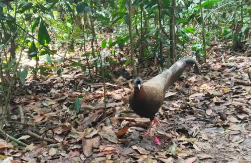 Bukit Lawang Hostel | jungle trekking& jungle tour only stay here if you are and you must booking jungle trekking with us & transport